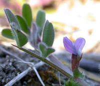 Vicia lathyroides