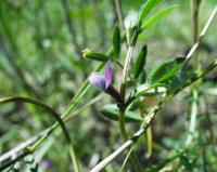 Vicia lathyroides