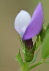 Vicia bithynica