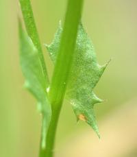 Vicia bithynica