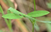 Vicia bithynica