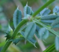 Vicia pyrenaica