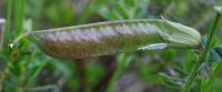 Vicia pyrenaica