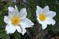 Pulsatilla alpina