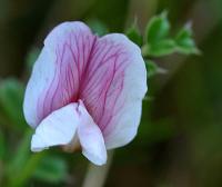 Vicia pyrenaica