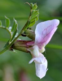 Vicia pyrenaica