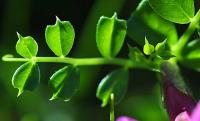 Vicia pyrenaica