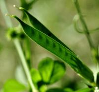 Vicia sativa subsp. cordata