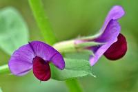 Vicia sativa subsp. cordata