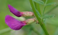 Vicia sativa subsp. cordata