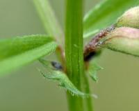 Vicia sativa subsp. cordata
