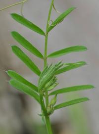 Vicia sativa subsp. cordata