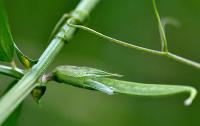 Vicia sativa subsp. nigra