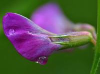 Vicia sativa subsp. nigra