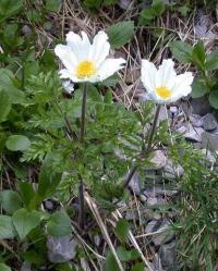 Pulsatilla alpina