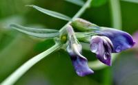 Vicia sativa subsp. nigra