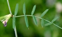 Vicia sativa subsp. nigra