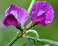 Vicia sativa subsp. nigra