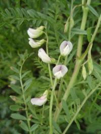 Vicia ervilia