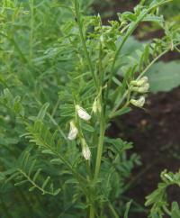 Vicia ervilia