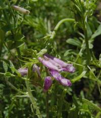 Vicia ervilia