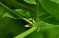 Vicia pubescens