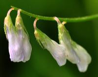 Vicia pubescens