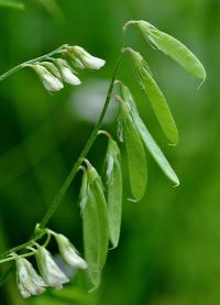 Vicia pubescens