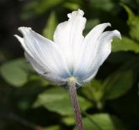 Pulsatilla alpina