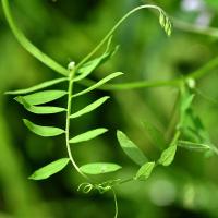 Vicia pubescens