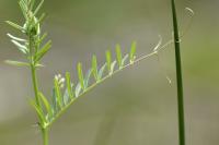 Vicia hirsuta 