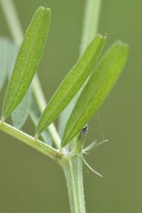 Vicia hirsuta 