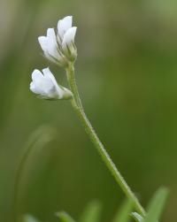 Vicia hirsuta 