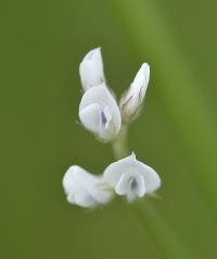 Vicia hirsuta 