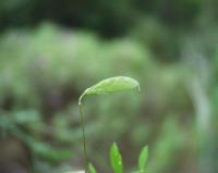 Vicia tetrasperma