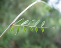 Vicia tetrasperma