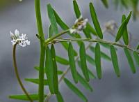 Vicia tetrasperma