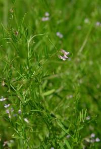 Vicia tetrasperma