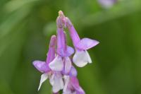 Vicia villosa subsp. varia