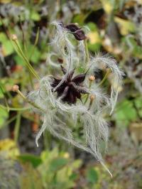 Clematis recta