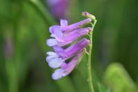 Vicia villosa subsp. varia