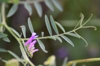 Vicia villosa subsp. varia