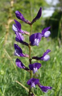 Vicia onobrychioides