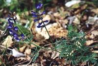 Vicia onobrychioides