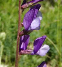 Vicia onobrychioides