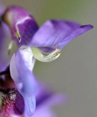 Vicia tenuifolia