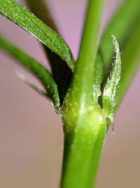 Vicia tenuifolia