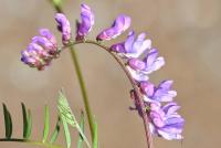 Vicia tenuifolia