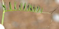 Vicia tenuifolia