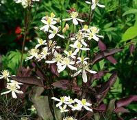 Clematis recta